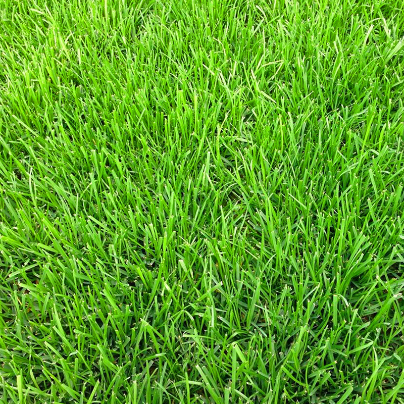 进口高羊茅草坪庭院陆地公园湿地边坡广场绿化高尔夫球场花草种子