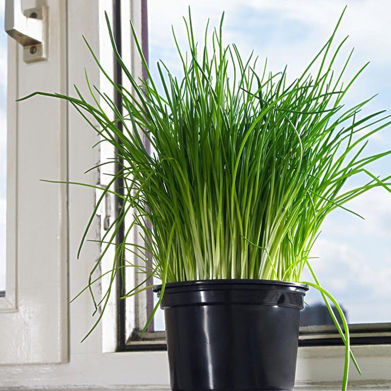 小葱四川香葱家庭阳台花盆栽种菜地栽有机蔬菜种子四季播种易活