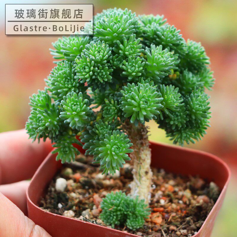 绿植盆栽球松老桩多肉植物办公室桌面含盆带土多肉植物