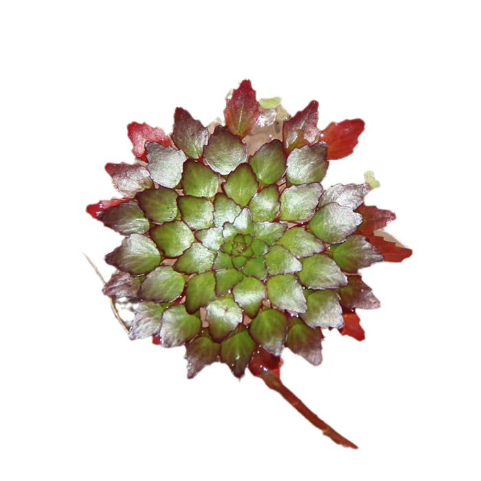 水上烟花葵花黄花危地马拉丁香鱼缸浮萍植物水草水草