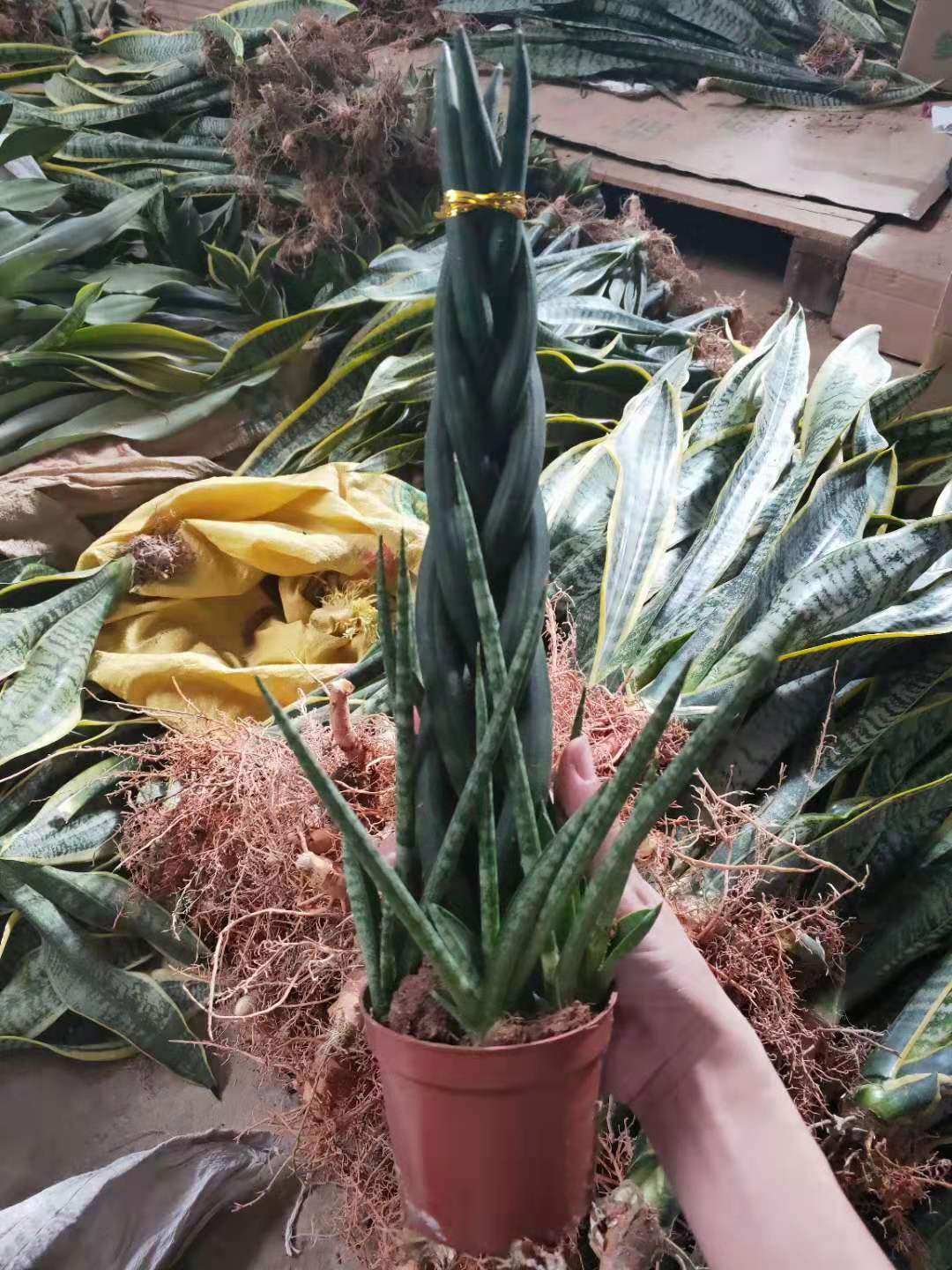 棒叶佛手佛前香吸甲醛虎尾稀有植物客厅绿植绿植