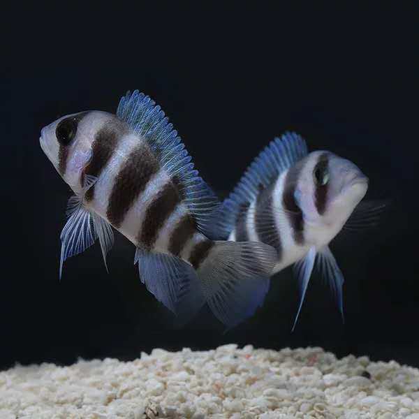 六间鱼热带鱼三湖慈鲷萨伊蓝伊巴卡布隆迪六间鱼活体包损鱼场直发