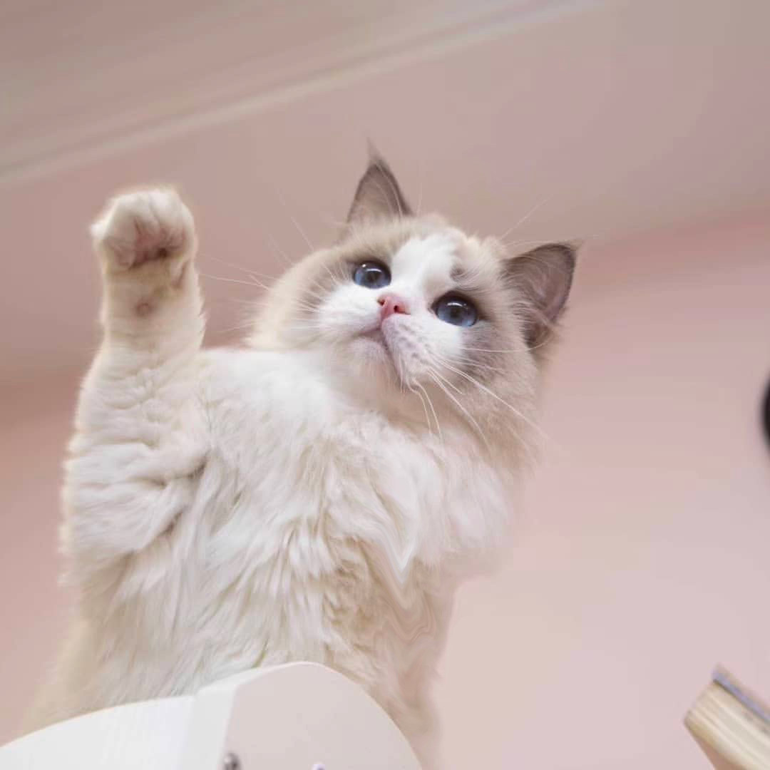 布偶猫幼猫纯种活体领养海双蓝双长毛猫舍宠物猫活猫咪