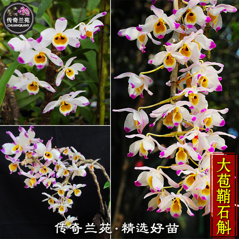 石斛大苞精选小苗半斤倒挂板植兰花绿植附生花卉