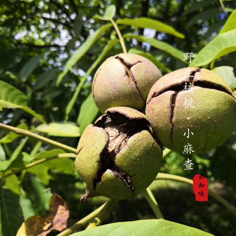 云南原味漂白原生态500g原山小麻南高山核桃野生坚果制品