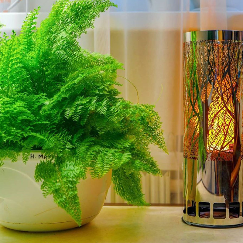 张先生棉花糖蕾丝盆栽玛丽莎蕨类网红植物客厅绿植绿植