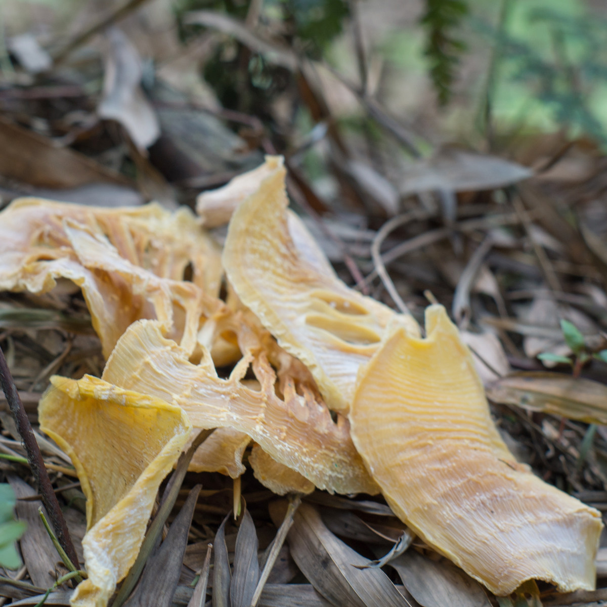 笋干冬笋四川宜宾特产蜀南竹海农家自制野生笋片笋类制品