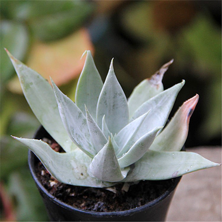 多肉植物雪山御剑仙女杯单头正版老桩状态萌系多肉植物