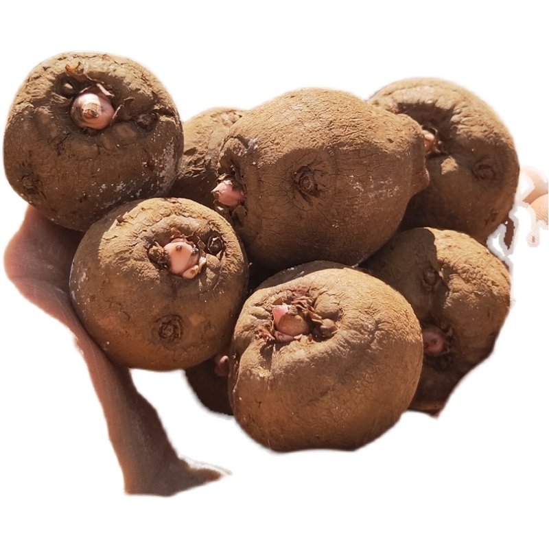 四川魔芋一代种子自有基地晾晒脱水消毒磨芋种芋头