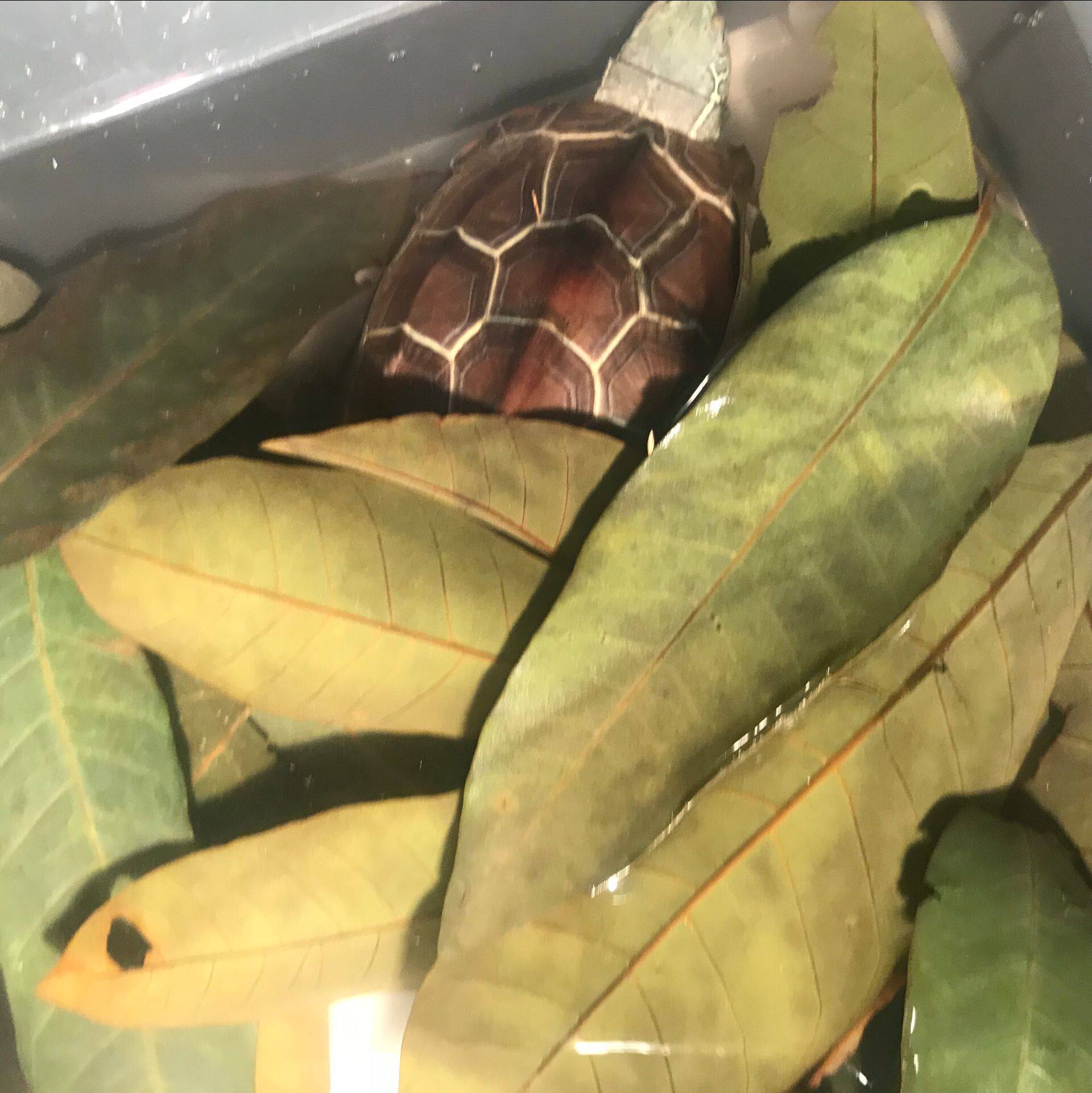 造景养龟龙眼叶龟缸鱼缸水草龟苗养育乌龟躲藏龟