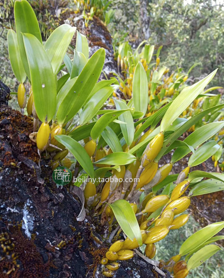 石斛金石斛金果花卉绿植兰花金黄色漂亮好养包时令草本花卉