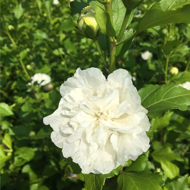 白色木槿花花语图片