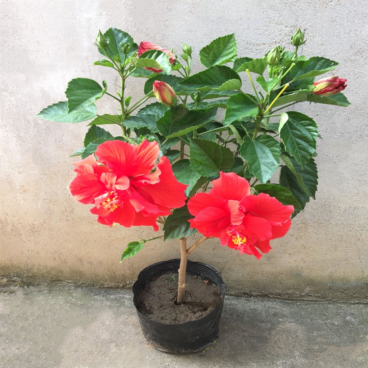 扶桑花重瓣红色四季开花朱槿带花苞庭院阳台喜阳花卉