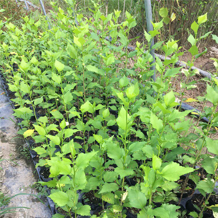 白色木槿花苗盆栽重瓣当年开花带叶发货木本时令草本花卉