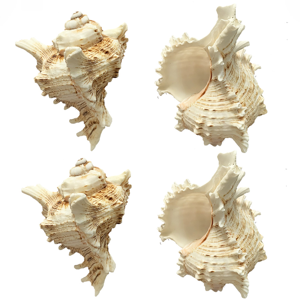 天然海螺贝壳玫瑰千手居家摆件孩子益智礼物海螺