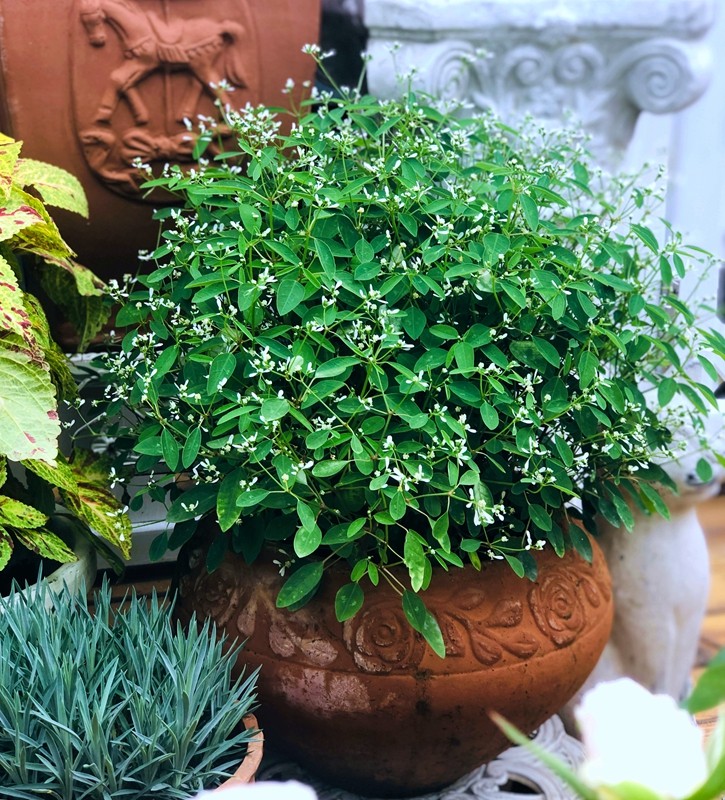 禾叶大戟盆栽飘雪圣诞白雪白色花组盆四季开花微耐寒带花皮实好养