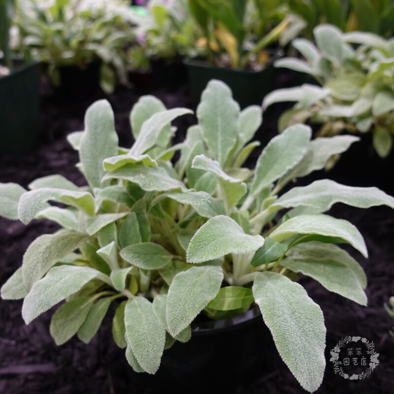 银色色系植物银叶叶菊伞花蜡菊花园造景露天时令草本花卉