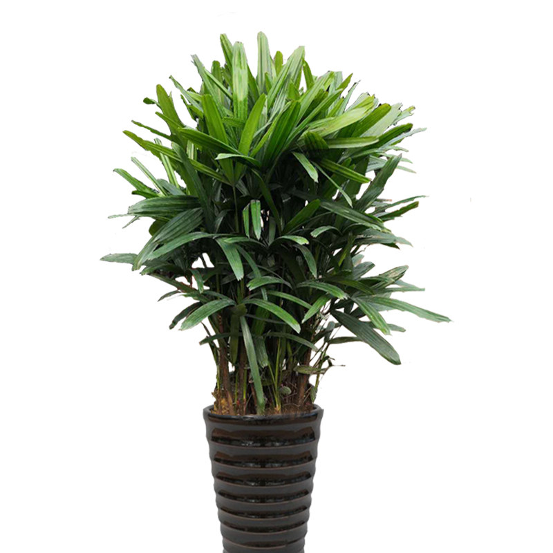 青岛配送棕竹盆栽办公办公室室内大型植物会议室绿植
