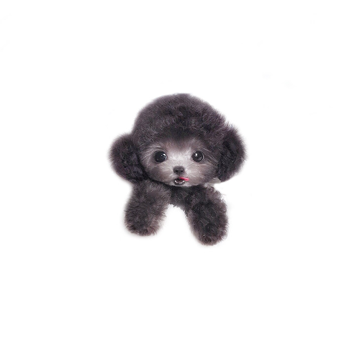 纯种泰迪幼犬茶杯犬小体长不大灰色贵宾犬宠物狗活幼体小幼崽包邮_双