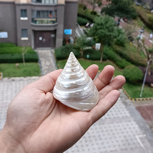 包邮天然海螺贝壳夜光塔珍珠塔鱼缸造景水族装饰海螺