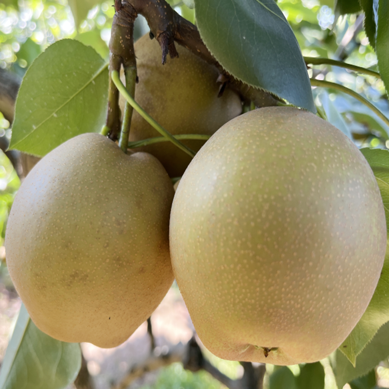 特产农村四哥家乡藤梨带箱净重9斤麻梨黄梨梨