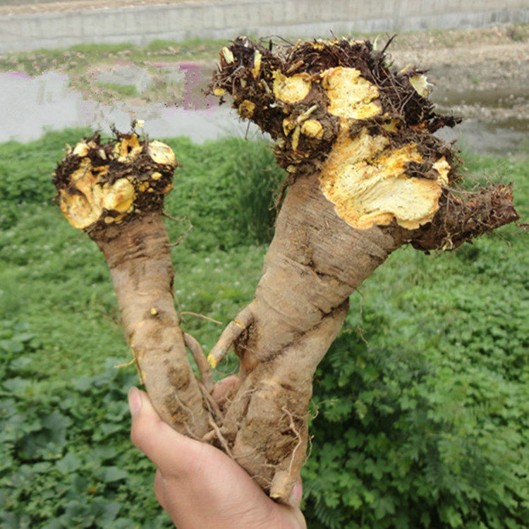 黄牛500g新干树根羊铁西西土大野生蹄根草羊其他药食同源食品