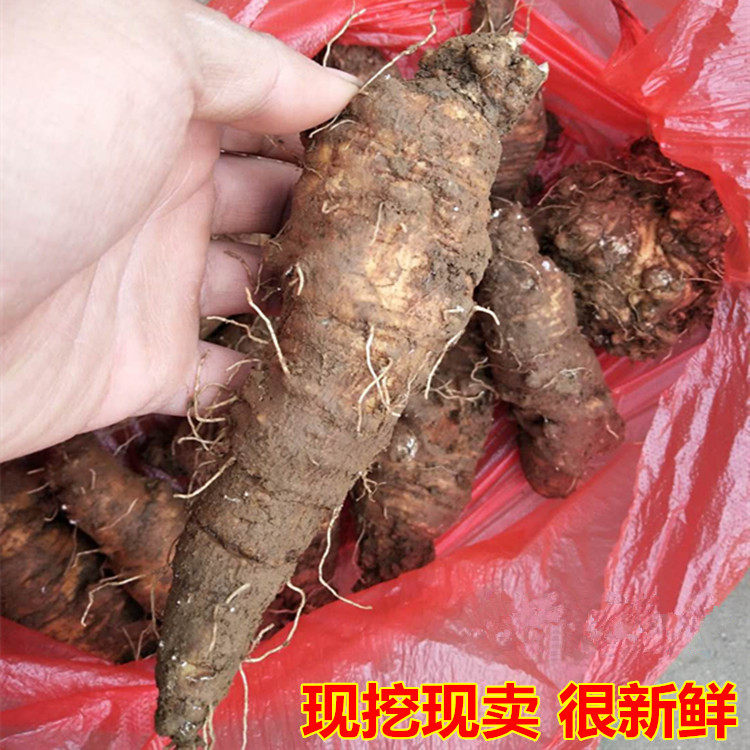 农家500克奶参羊乳中药材狗头自挖海螺新鲜山海其他药食同源食品