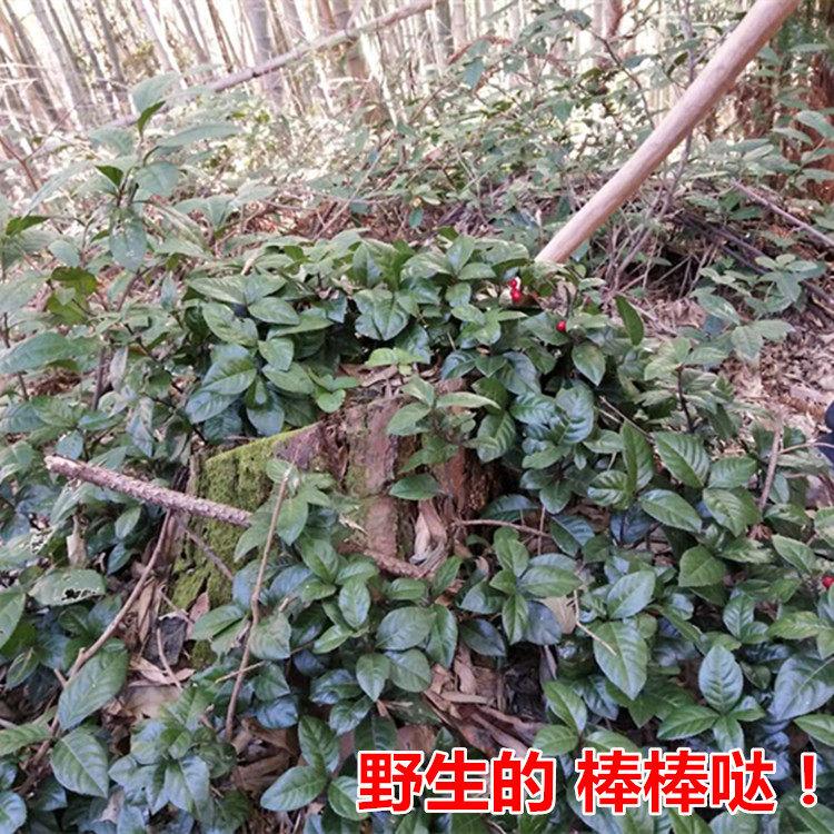 野生平地矮地叶下红叶底红矮脚不出林雪里500g包邮其他药食同源食品