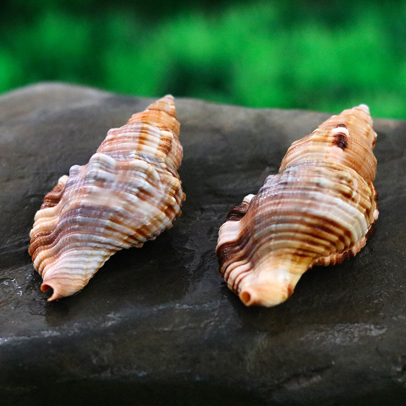 毛鼻螺天然贝壳海螺家居地中地中海海微景观拍摄海螺