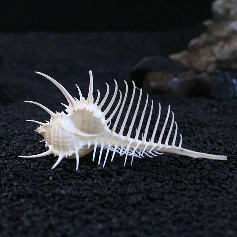 维纳斯骨螺海菊天然贝壳海螺地中海风情地台装饰拍摄海螺