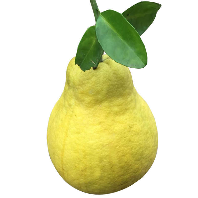 礼盒送柚刀四川泸州特产合江真龙新鲜水果纯甜柚子