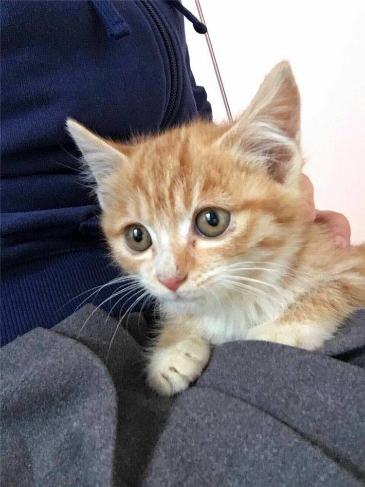 猫咪活体宠物猫家猫土猫活体家养田园猫幼猫狸花猫活体橘猫活物
