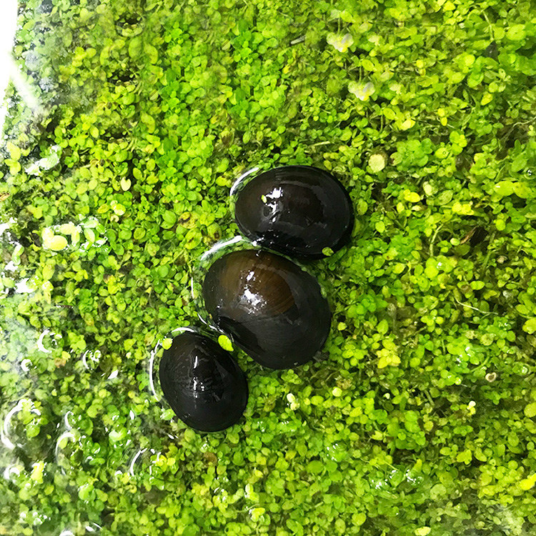 水族水底螺路工具生物宠物观赏各类清洁草缸螺