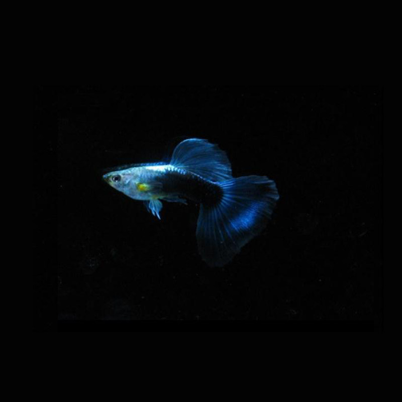 水族孔雀鱼蓝礼服纯大背大尾凤尾活鱼热带观赏鱼鱼