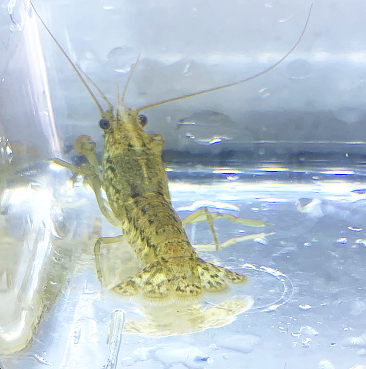 水族宠物虾龙工具冷水观赏淡水稀有变色单性虾