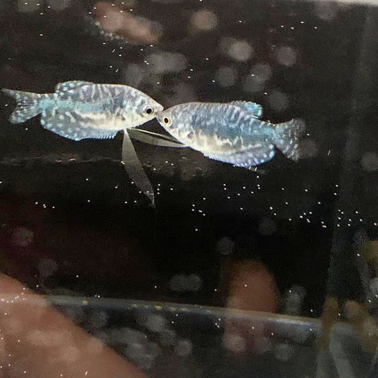 水族淡水草缸包好养皮实中小型热带龙鱼宠物蓝曼鱼