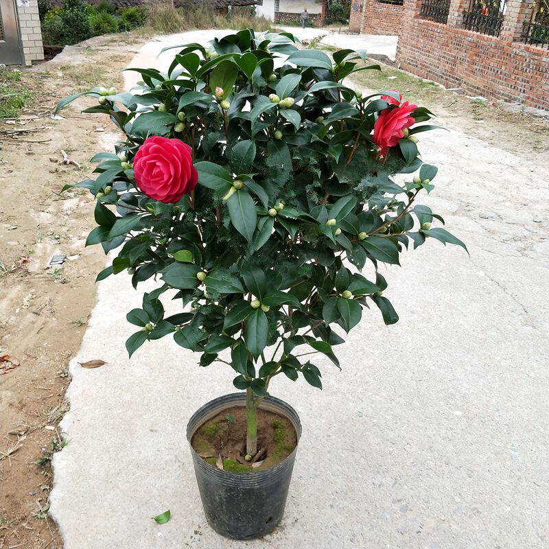 盆栽大红赤丹茶花当年开花绿植花卉阳台客厅时令草本花卉