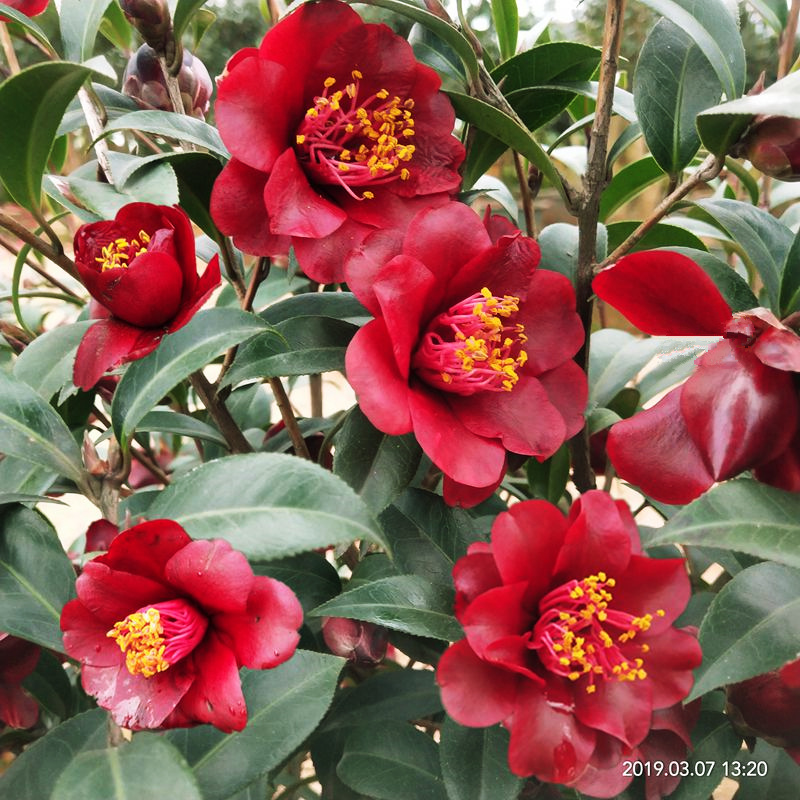 黑骑士盆栽山茶山茶花花苗开黑红色花名名贵品种时令草本花卉