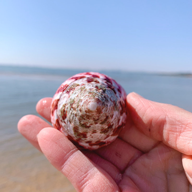 红塔宝塔螺绿嵘螺天然海螺贝壳鱼缸装饰品水族箱海螺