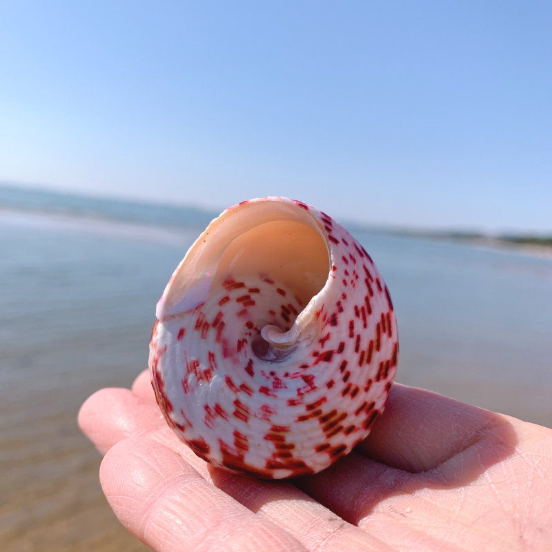 红塔宝塔螺绿嵘螺天然海螺贝壳鱼缸装饰品水族箱海螺