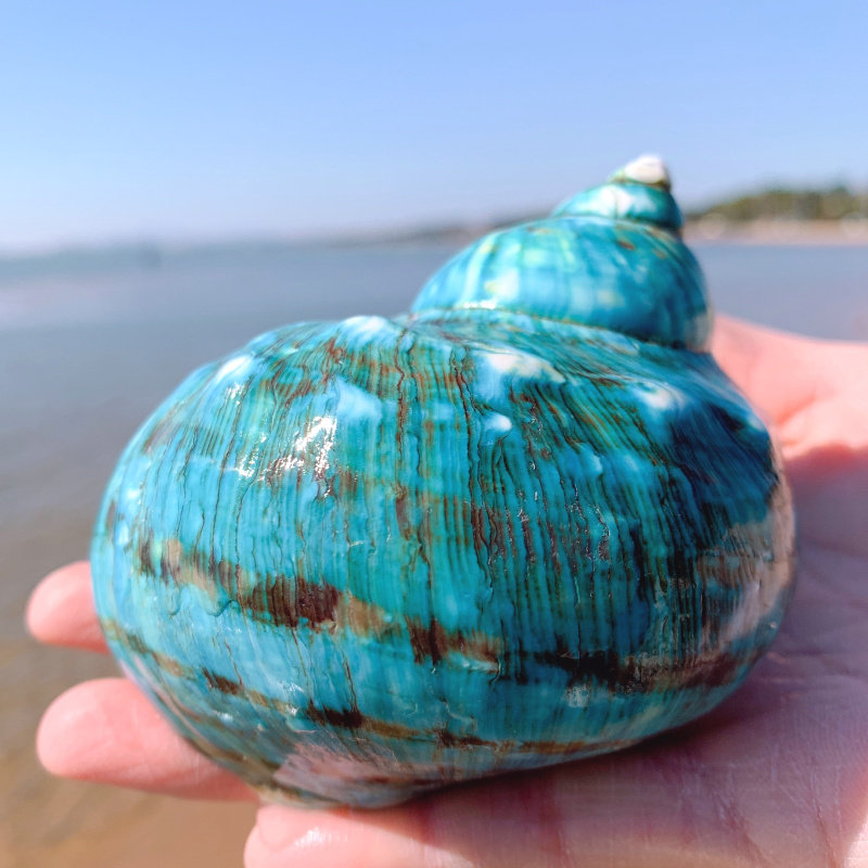 特大绿螺天然贝壳海螺鱼缸造景装饰品卷贝寄居海螺