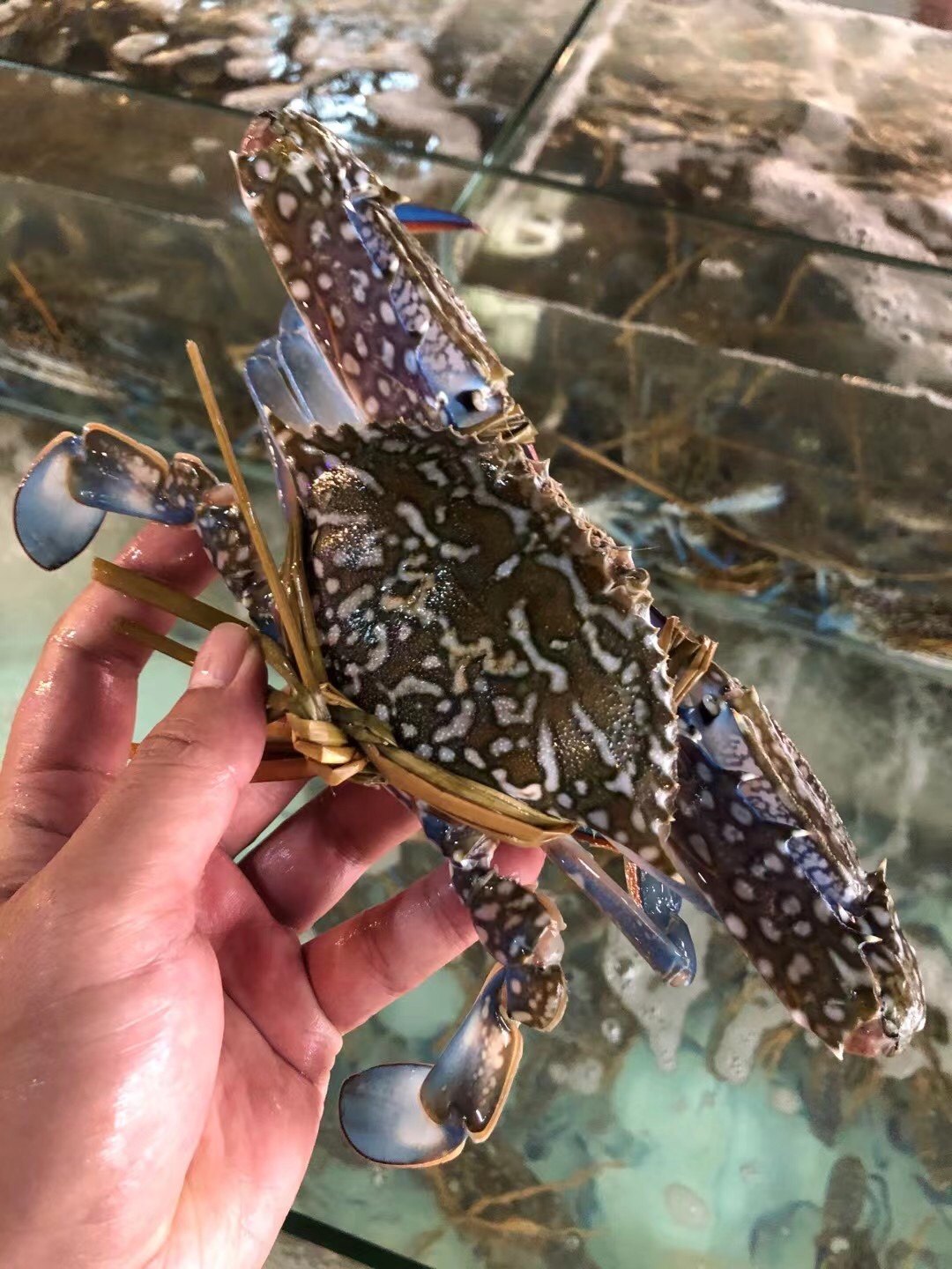 兰花鲜活北海大公螃蟹梭子蓝花海鲜水产1500g其它