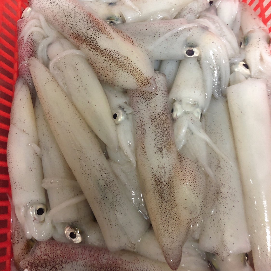 海钓鲜活鱿鱼鱼刺乌贼柔鱼野生海鲜笔管章鱼冷冻章鱼