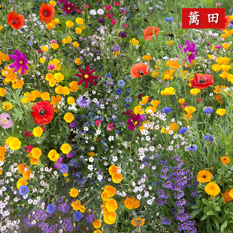 庭院室外易播活野花组合种孑四季开花卉百日草花籽重瓣太阳花种子