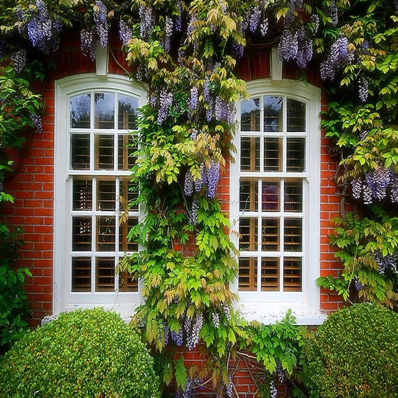 庭院藤紫盆栽长廊门廊走廊树苗花苗攀援紫藤花花卉