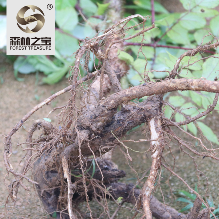 野生红棘茎楤木根250g鸟雀不踏停落刺老苞根其他药食同源食品