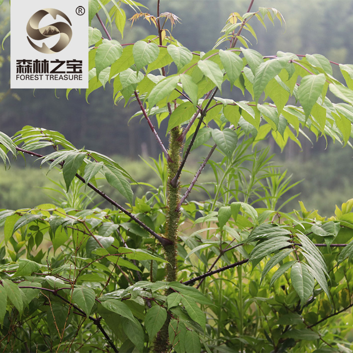 野生红棘茎楤木根250g鸟雀不踏停落刺老苞根其他药食同源食品