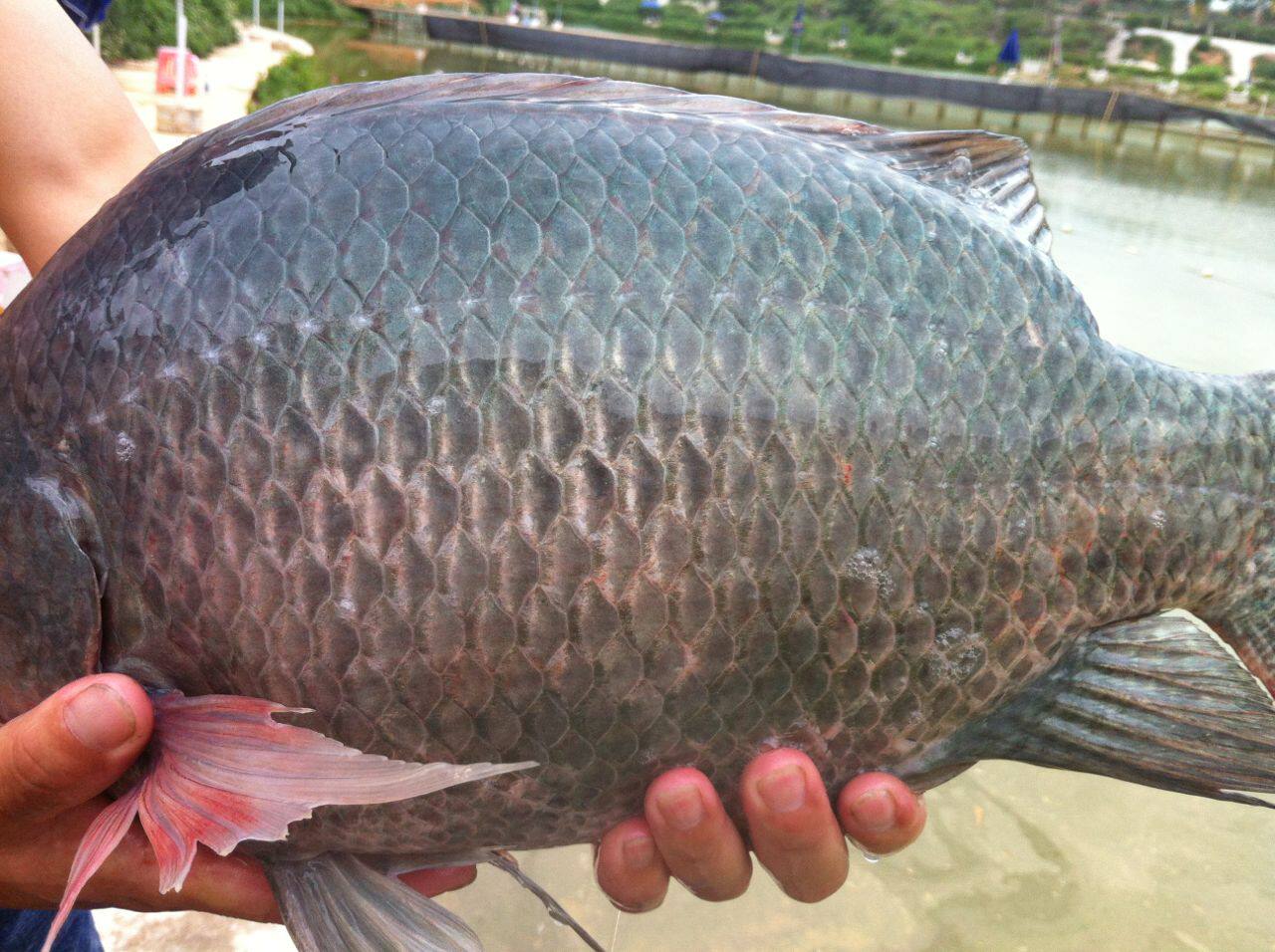 罗非杀手套餐装钓罗飞小药冻饵料添加剂诱非黑水王福寿鱼黑坑水库