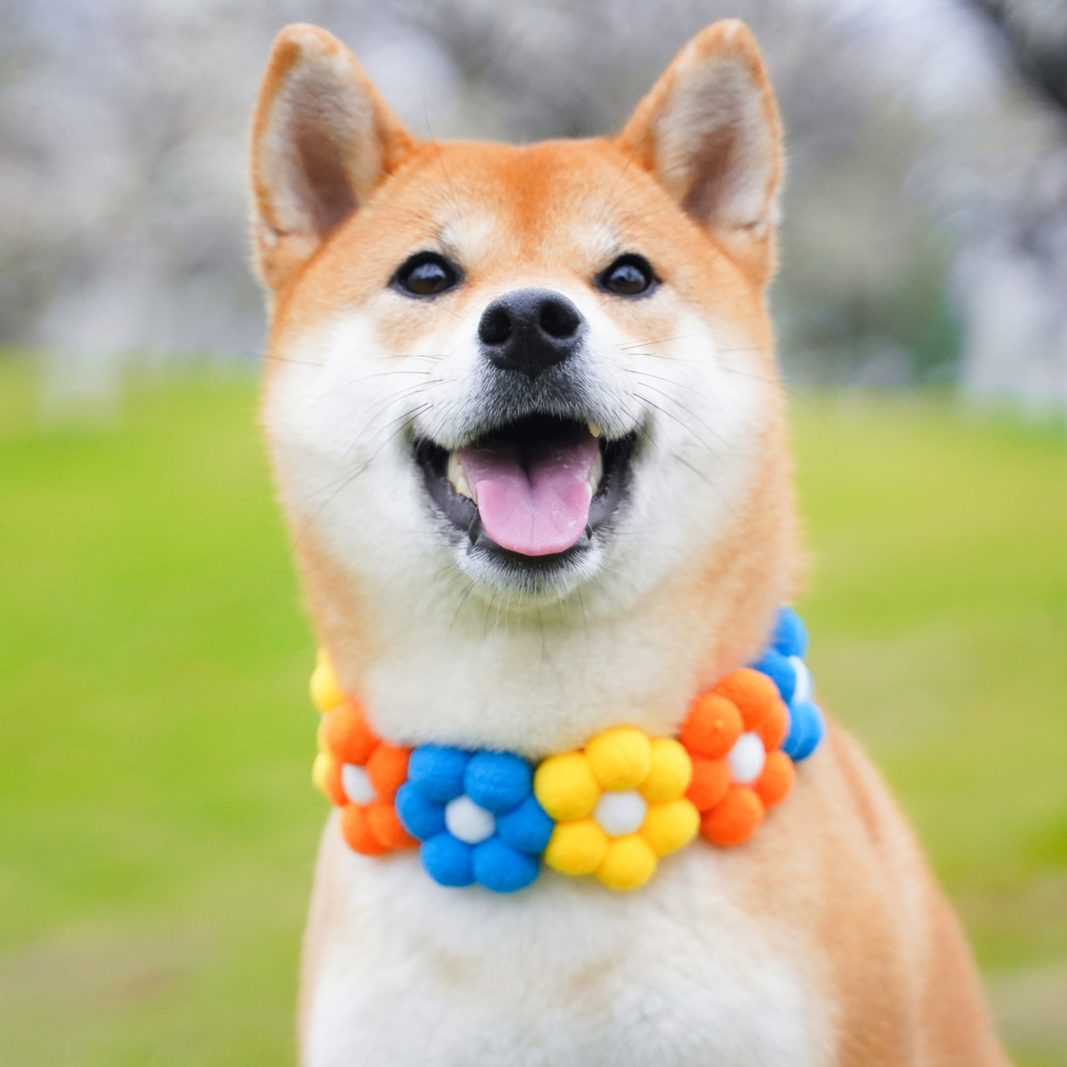 春田花花柴犬彩虹花花项圈可爱花朵围脖日本网红项圈