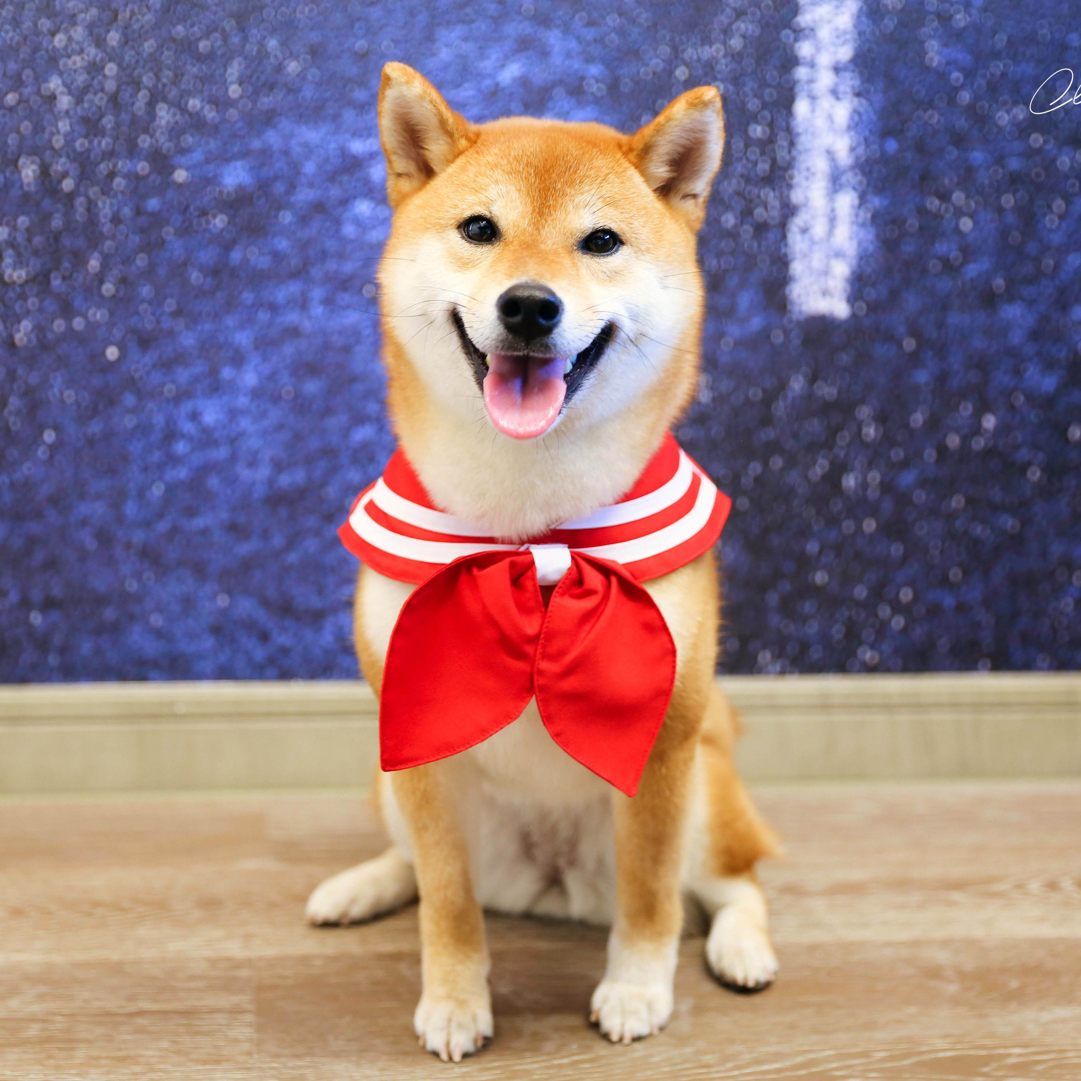 我要代表月亮柴犬口水美少女战士蝴蝶结领结围巾衣服狗宠物服装